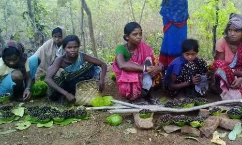 आदिवासियों को चिरौंजी बेचकर मामूली कमाई, व्यापारी कर रहे मुनाफा