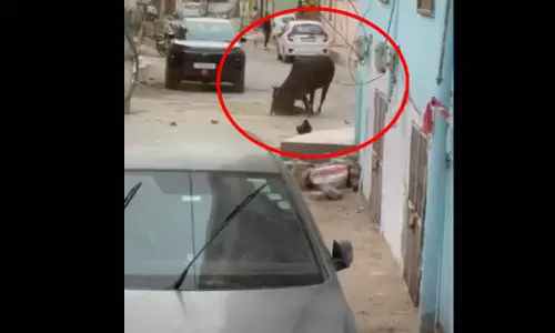 LIVE वीडियो सांड के आतंक का, सड़क पर मच गई अफरातफरी LIVE वीडियो सांड के आतंक का, सड़क पर मच गई अफरातफरी