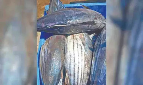 यूक्रेन-रूस युद्ध का साया Tamil Nadu के टूना मछुआरों पर पड़ रहा यूक्रेन-रूस युद्ध का साया Tamil Nadu के टूना मछुआरों पर पड़ रहा