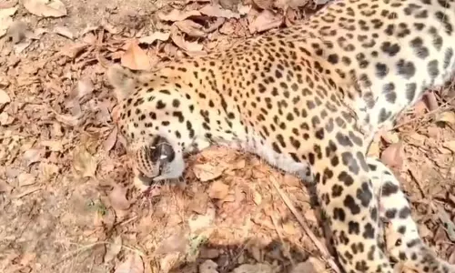2 वन्य प्राणी की मौत, तेंदुए और वन भैंसा की मिली लाश