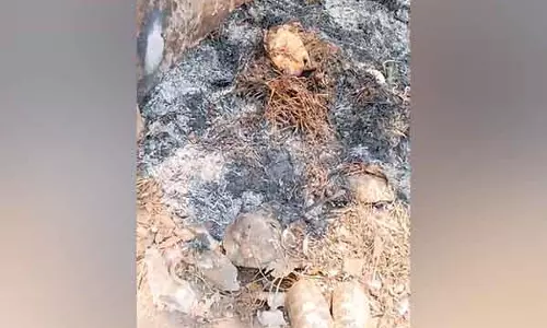 Srikakulam: श्रीकुरमम मंदिर के पास दुर्लभ स्टार कछुए मृत पाए गए Srikakulam: श्रीकुरमम मंदिर के पास दुर्लभ स्टार कछुए मृत पाए गए