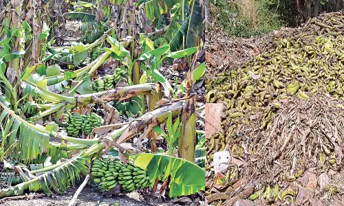 भारी बारिश और तेज हवाओं के कारण जिले में केले की फसल को भारी नुकसान