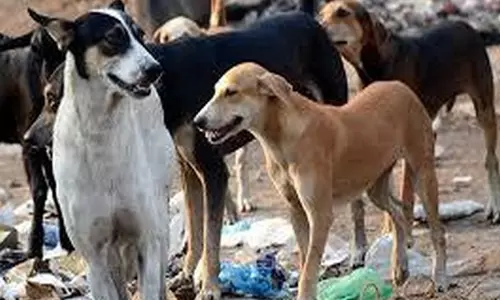 Khandwa में आवारा कुत्तों ने 13 बच्चों पर किया हमला