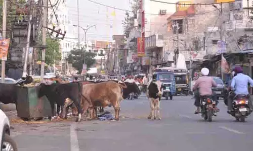 Amritsar: देखभाल और नियंत्रण से पशुधन संकट का समाधान