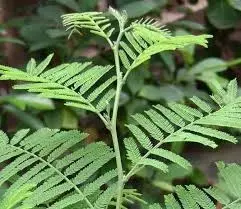 Shami Plant Benefits: शमी का पौधा घर में लेकर आता है बरकत, जानिए इसके फायदे Shami Plant Benefits: शमी का पौधा घर में लेकर आता है बरकत, जानिए इसके फायदे