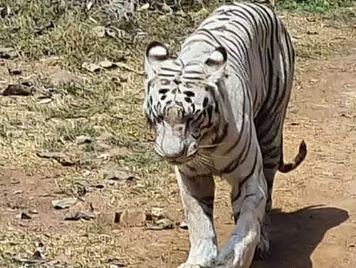 सफेद शेर की मौत, वजह कार्डियक अरेस्ट बताया जा रहा सफेद शेर की मौत, वजह कार्डियक अरेस्ट बताया जा रहा