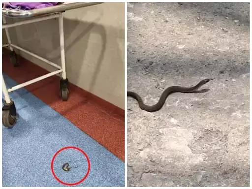 ऑपरेशन थिएटर में सांपों का डेरा, डॉक्टर ने प्रसव करवाना किया बंद ऑपरेशन थिएटर में सांपों का डेरा, डॉक्टर ने प्रसव करवाना किया बंद