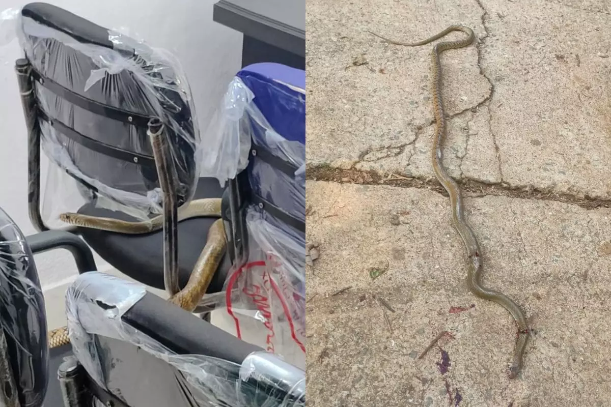 Chaibasa: कार्यालय में घुसा सांप, दहशत में कर्मचारी Chaibasa: कार्यालय में घुसा सांप, दहशत में कर्मचारी