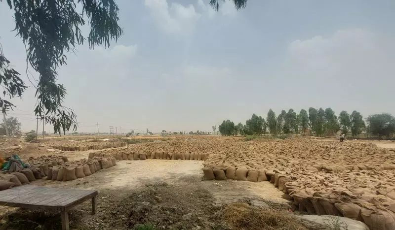 Haryana : राज्य में अभी तक 46% खरीदा गया गेहूं नहीं उठाया गया Haryana : राज्य में अभी तक 46% खरीदा गया गेहूं नहीं उठाया गया