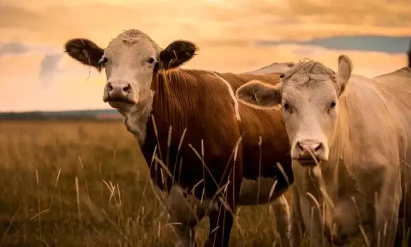गौ समृद्धि बीमा योजना; जिले में 50 प्रतिशत प्रगति गौ समृद्धि बीमा योजना; जिले में 50 प्रतिशत प्रगति