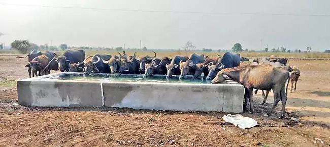 Andhra: गांवों में 12,000 पानी की टंकियां उपलब्ध Andhra: गांवों में 12,000 पानी की टंकियां उपलब्ध