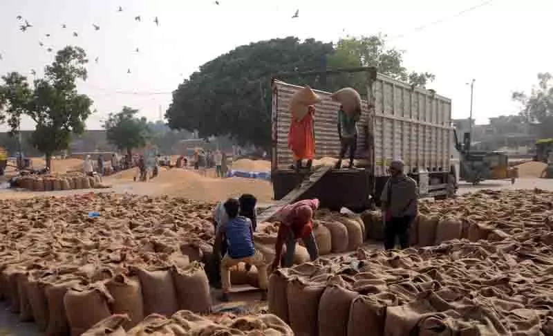 Amritsar में गेहूं की कटाई में तेजी Amritsar में गेहूं की कटाई में तेजी