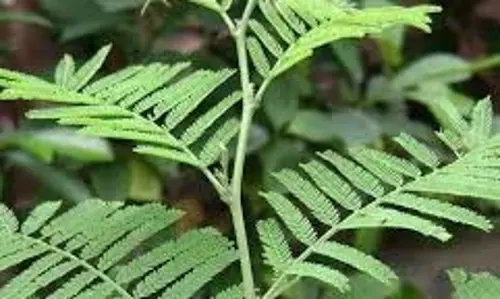 Shami Plant Benefits:  शमी का पौधा घर में लेकर आता है बरकत, जानिए इसके फायदे