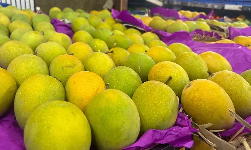 APMC व्यापारियों को नकली कोंकण अल्फांसो आमों के प्रति चेतावनी