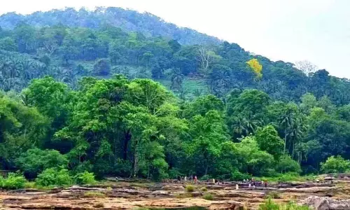गर्मियों में बारिश; अथिराप्पिल्ली पर्यटन क्षेत्र हरा-भरा