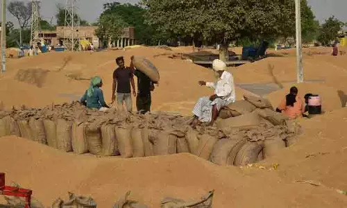 Punjab: अनाज मंडियों में निजी व्यापारियों द्वारा गेहूं की रिकॉर्ड खरीद