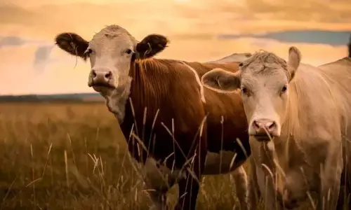 गौ समृद्धि बीमा योजना; जिले में 50 प्रतिशत प्रगति
