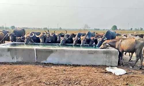Andhra: गांवों में 12,000 पानी की टंकियां उपलब्ध