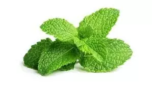Skin Care: गर्मियों में त्वचा की देखभाल के लिए आप घर पर ही बना सकते हैं पुदीने का टोनर Skin Care: गर्मियों में त्वचा की देखभाल के लिए आप घर पर ही बना सकते हैं पुदीने का टोनर