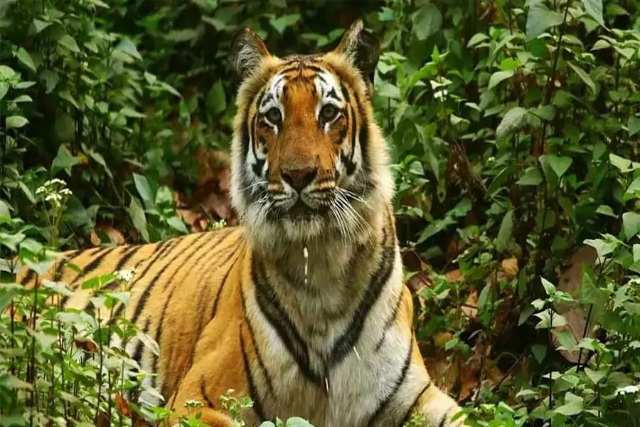 मानव-बाघ संघर्ष को कम करने के लिए मध्य प्रदेश सरकार की 145 करोड़ रुपये की योजना मानव-बाघ संघर्ष को कम करने के लिए मध्य प्रदेश सरकार की 145 करोड़ रुपये की योजना