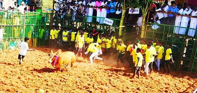 Tamil Nadu : कोन्नैयमपट्टी में जल्लीकट्टू Tamil Nadu : कोन्नैयमपट्टी में जल्लीकट्टू