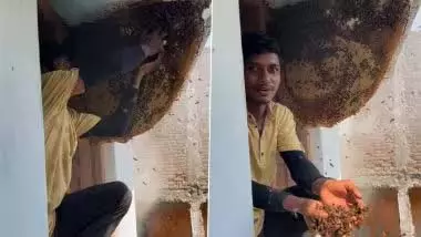 मधुमक्खियों के साथ खेलता दिखा शख्स, VIDEO देख लोगों के उड़े होश मधुमक्खियों के साथ खेलता दिखा शख्स, VIDEO देख लोगों के उड़े होश