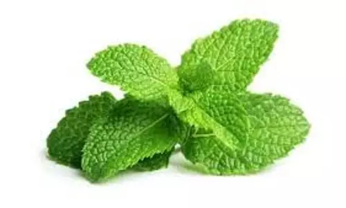 Skin Care: गर्मियों में त्वचा की देखभाल के लिए आप घर पर ही बना सकते हैं पुदीने का टोनर