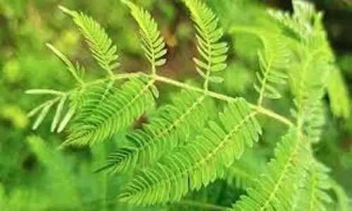 Shami Plant: शनिवार को भगवान शनिदेव को अर्पित करें शमी के पत्ते Shami Plant: शनिवार को भगवान शनिदेव को अर्पित करें शमी के पत्ते