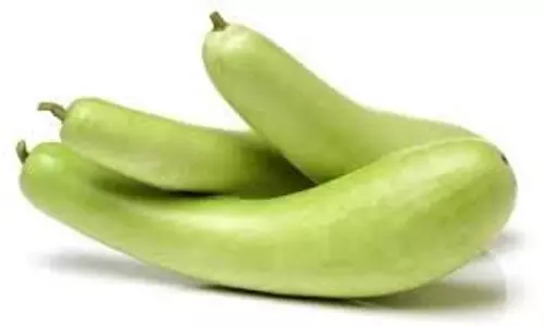 Bottle gourd: त्वचा के लिए किसी वरदान से कम नहीं है लौकी, मिलेगा चमकता चेहरा