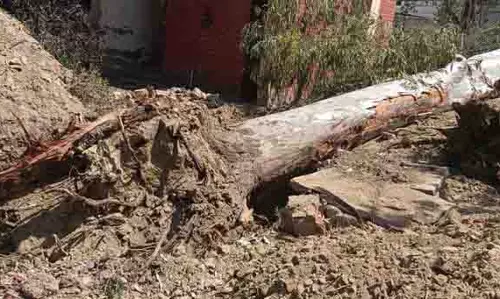 Punjab: गैर-वनीय सरकारी भूमि पर पेड़ों की कटाई के लिए सख्त नियम Punjab: गैर-वनीय सरकारी भूमि पर पेड़ों की कटाई के लिए सख्त नियम