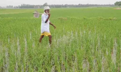 Punjab: किसान यूनियनों ने भी धान की जल्द बुआई का विरोध किया Punjab: किसान यूनियनों ने भी धान की जल्द बुआई का विरोध किया