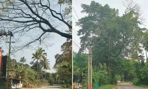 खतरा; मानसून के मौसम से पहले पेड़ों को काट दिया जाना चाहिए