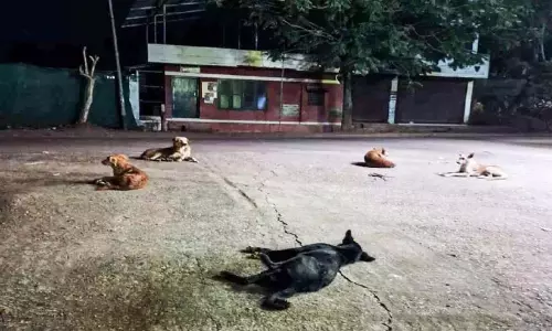 वडस्सेरीकोनाथ में आवारा कुत्तों का उपद्रव बढ़ रहा वडस्सेरीकोनाथ में आवारा कुत्तों का उपद्रव बढ़ रहा