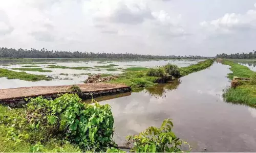 पोक्काली धान के खेतों को वनामी झींगा पालन में परिवर्तित किया जाएगा
