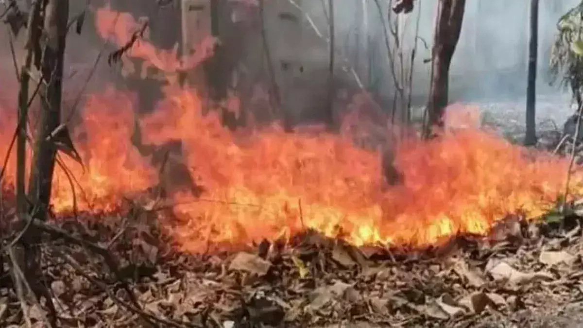 Shahjahanpur के जंगल में आग, बड़ी संख्या में पेड़-पौधे राख