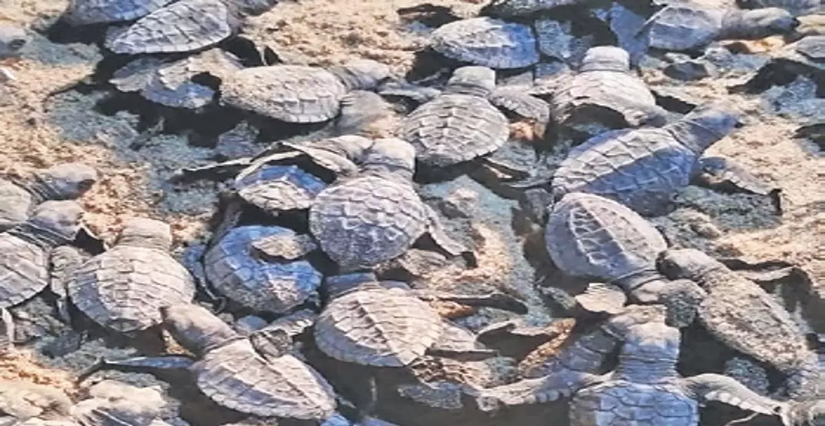 Odisha: ओलिव रिडले के नवजात शिशुओं ने ओडिशा में समुद्र की यात्रा शुरू की Odisha: ओलिव रिडले के नवजात शिशुओं ने ओडिशा में समुद्र की यात्रा शुरू की