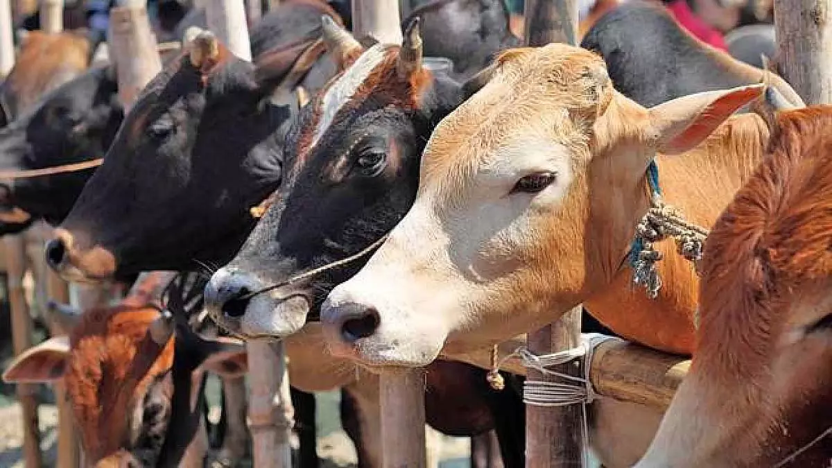 मुंबई : मलाड में बूचड़खाने से गाय और बैल को छुड़ाने के बाद FIR दर्ज, संदिग्ध मौके से भागे मुंबई : मलाड में बूचड़खाने से गाय और बैल को छुड़ाने के बाद FIR दर्ज, संदिग्ध मौके से भागे
