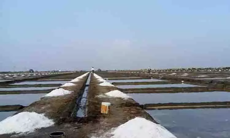 Tamil Nadu: दक्षिणी जिलों में भारी बारिश से नमक उत्पादन प्रभावित Tamil Nadu: दक्षिणी जिलों में भारी बारिश से नमक उत्पादन प्रभावित