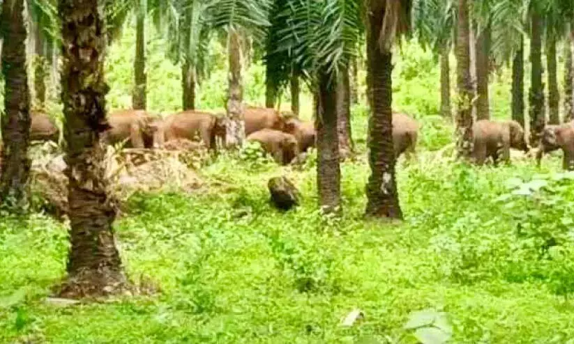 हाथी, हथिनी और हाथी के बच्चे दिन-रात बागान क्षेत्र के विभिन्न प्रभागों में घूम रहे हाथी, हथिनी और हाथी के बच्चे दिन-रात बागान क्षेत्र के विभिन्न प्रभागों में घूम रहे