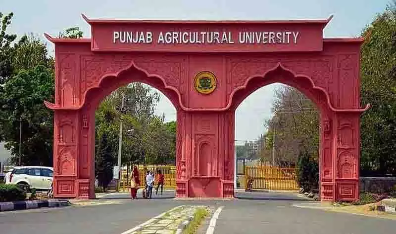 PAU कर्मचारी को निलंबन के बाद बहाल किया, यूनियन ने पत्नी की मौत के लिए घटनाक्रम को जिम्मेदार ठहराया PAU कर्मचारी को निलंबन के बाद बहाल किया, यूनियन ने पत्नी की मौत के लिए घटनाक्रम को जिम्मेदार ठहराया