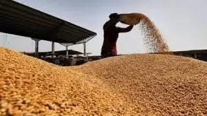 Jaipur: खाद्यान्न भण्डारण के लिए सरकार करेगी किसानों और व्यापारियों को समुचित सुविधा उपलब्ध Jaipur: खाद्यान्न भण्डारण के लिए सरकार करेगी किसानों और व्यापारियों को समुचित सुविधा उपलब्ध