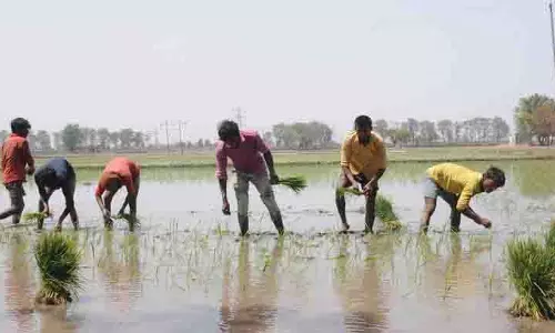 Punjab: सरकार ने राज्य में धान की रोपाई की तारीख अधिसूचित की Punjab: सरकार ने राज्य में धान की रोपाई की तारीख अधिसूचित की