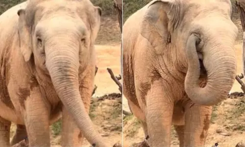 हाथी ने सूंड से की ऐसी हरकत, जमकर वायरल हुआ VIDEO