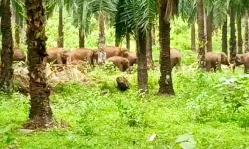 हाथी, हथिनी और हाथी के बच्चे दिन-रात बागान क्षेत्र के विभिन्न प्रभागों में घूम रहे हाथी, हथिनी और हाथी के बच्चे दिन-रात बागान क्षेत्र के विभिन्न प्रभागों में घूम रहे