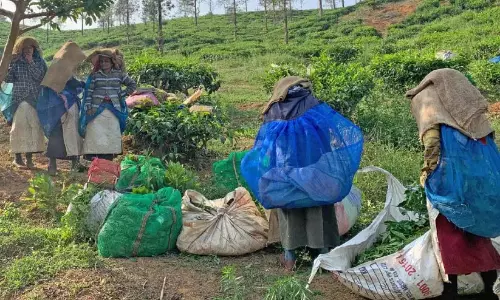 Kerala : गर्मी में उद्यानकर्मी परेशान Kerala : गर्मी में उद्यानकर्मी परेशान