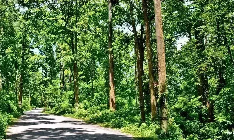 Assam में 420 करोड़ रुपये के वनरोपण पर पेड़ों की कम संख्या ने उठाए सवाल
