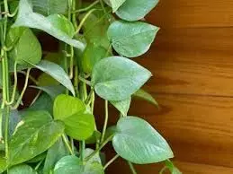 Gardening Tips: गर्मियों में भी हरा-भरा रहेगा मनी प्लांट, ऐसे रखें अपने पौधे का ख्याल Gardening Tips: गर्मियों में भी हरा-भरा रहेगा मनी प्लांट, ऐसे रखें अपने पौधे का ख्याल