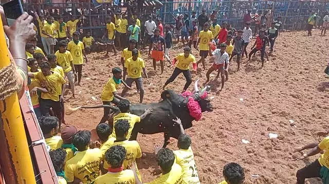 सेंथमंगलम में जल्लीकट्टू: 700 बैल, 400 एथलीट भाग लेते सेंथमंगलम में जल्लीकट्टू: 700 बैल, 400 एथलीट भाग लेते