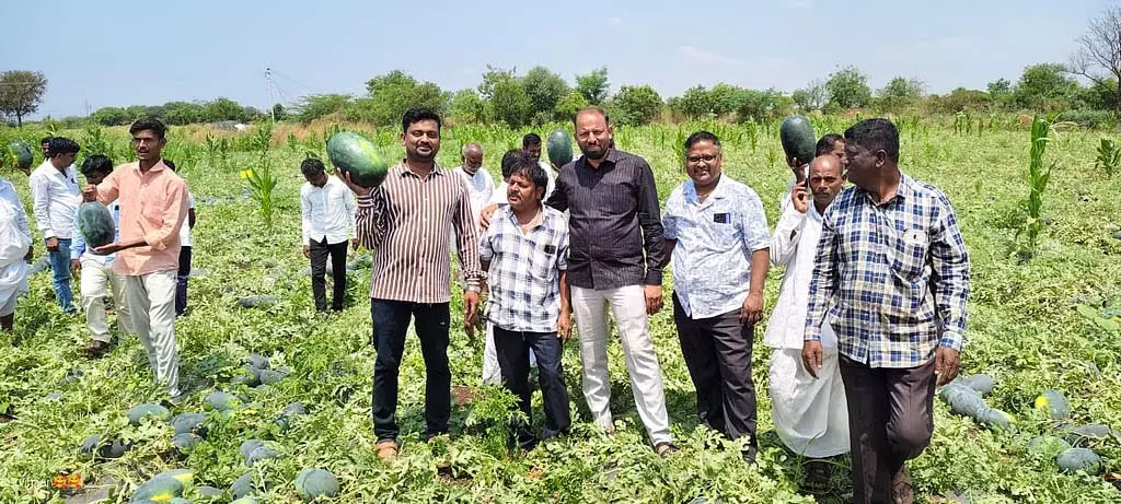 कोल्हारा किसान के हाथों में तरबूज की फसल कोल्हारा किसान के हाथों में तरबूज की फसल