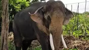Kerala : जंगली हाथी ने वायनाड में घर नष्ट किया, किसान बाल-बाल बचा Kerala : जंगली हाथी ने वायनाड में घर नष्ट किया, किसान बाल-बाल बचा